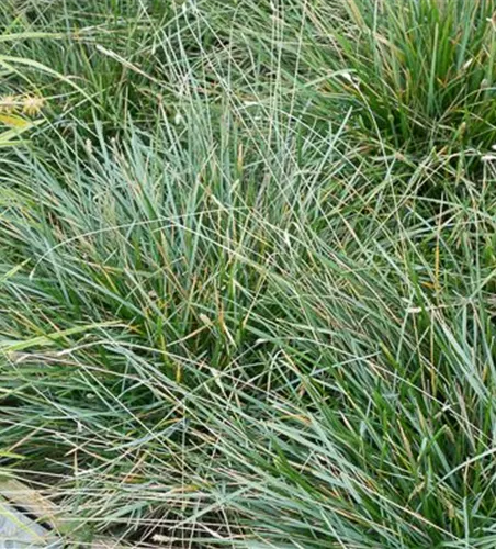Moor-Blaugras Moor-Blaugras