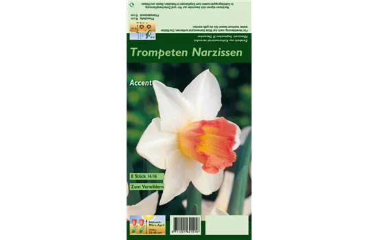 Narzisse 'Accent'