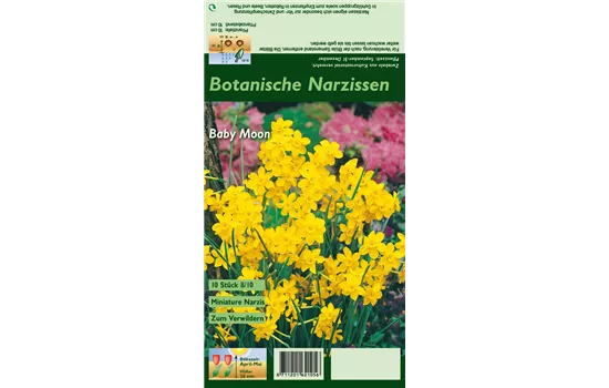 Narzisse 'Baby Moon'