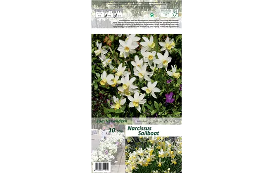 Narzisse 'Sailboat'
