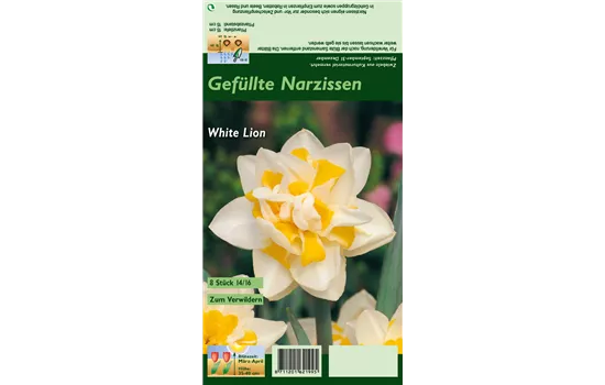Narzisse 'White Lion'