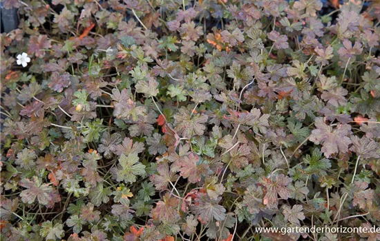 Neuseeländischer Storchschnabel 'Sanne'