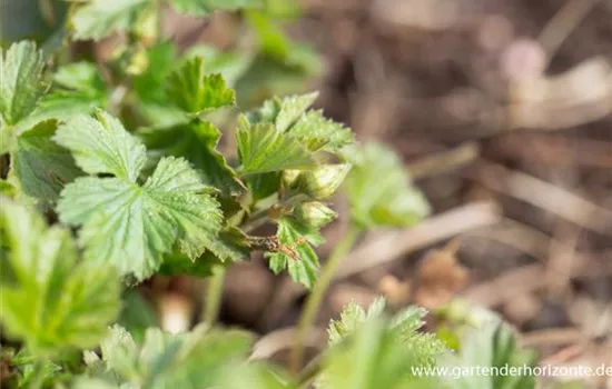 Nelkenwurzähnliche Waldsteinie Nelkenwurzähnliche Waldsteinie