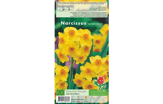 Narzisse 'Golden Dawn'