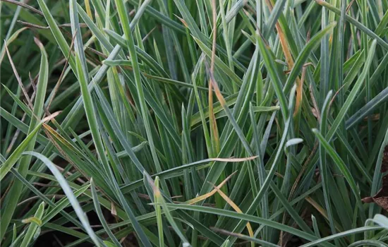 Nest-Blaugras Nest-Blaugras