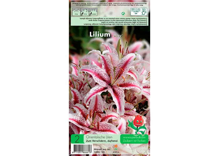 Orientalische Lilie 'Dizzy'