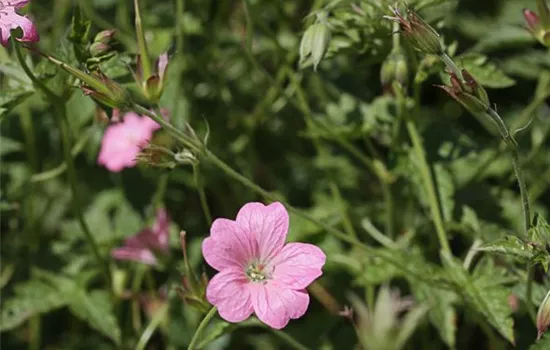 Oxford-Garten-Storchschnabel 'Wargrave Pink' Oxford-Garten-Storchschnabel 'Wargrave Pink'