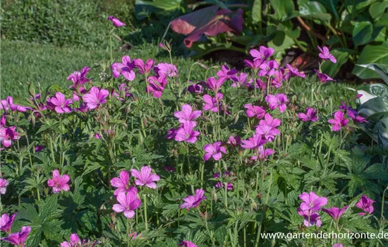 Oxford-Storchschnabel