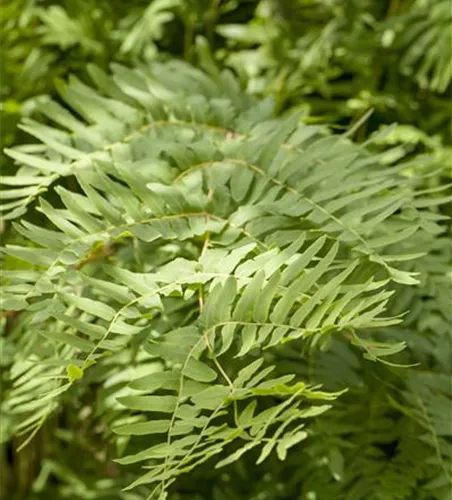 Osmunda regalis Osmunda regalis