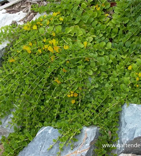 Pfennigkraut Pfennigkraut