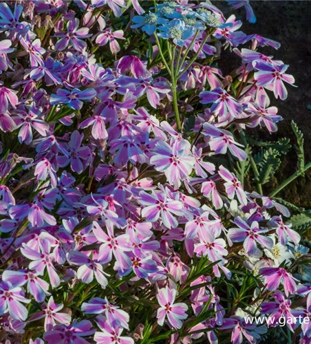 Polster-Flammenblume Polster-Flammenblume