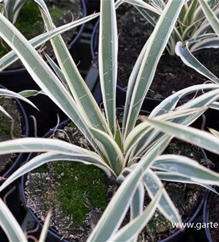 Palmlilie 'Ivory Tower' Palmlilie 'Ivory Tower'