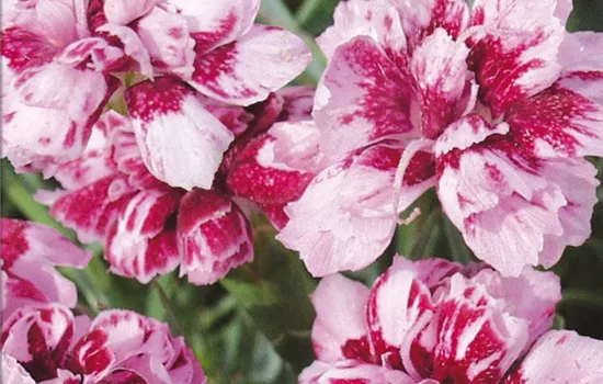 Pfingst-Nelke Pfingst-Nelke