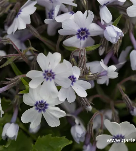 Polster-Flammenblume Polster-Flammenblume