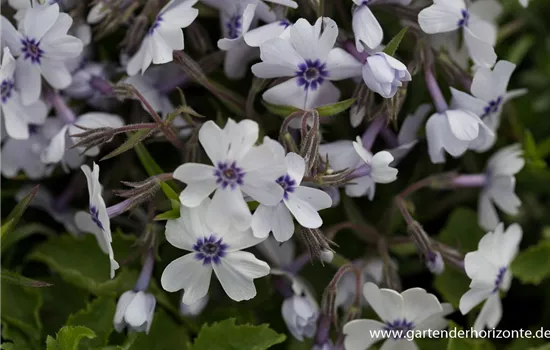 Polster-Flammenblume Polster-Flammenblume