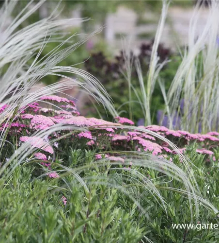 Pracht-Federgras Pracht-Federgras
