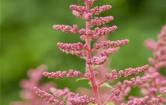 Prachtspiere 'Younique Carmine'® Prachtspiere 'Younique Carmine'®