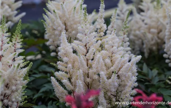 Prachtspiere 'Younique White'®