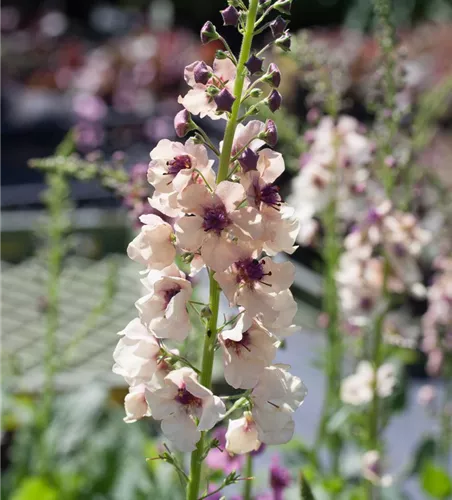 Purpurblütige Königskerze Purpurblütige Königskerze