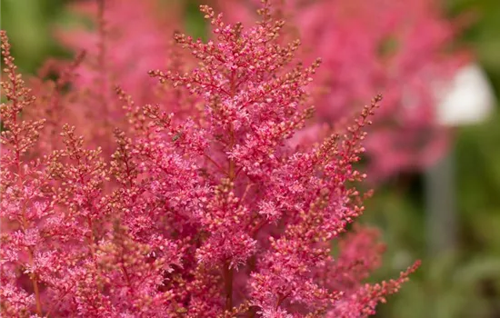 Prachtspiere 'Younique Pink'® Prachtspiere 'Younique Pink'®