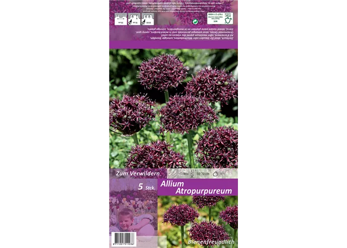 Purpurblütiger Lauch