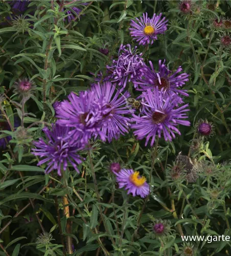 Raublatt-Aster Raublatt-Aster