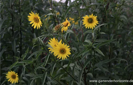Riesen-Sonnenblume 'Simon Wiesenthal'