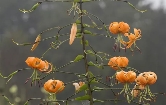 Riesen-Türkenbund-Lilie