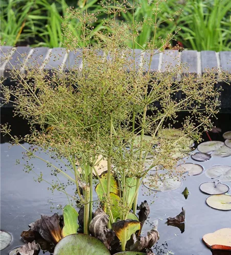 Rundblättriger Froschlöffel Rundblättriger Froschlöffel
