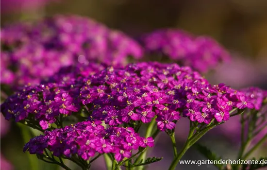 Schafgarbe 'Pretty Belinda'® Schafgarbe 'Pretty Belinda'®