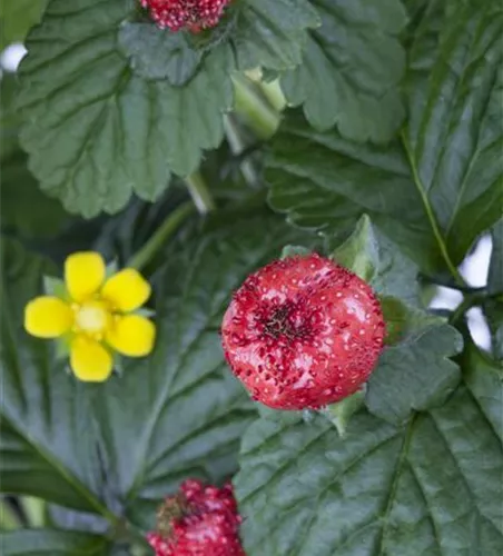 Scheinerdbeere Scheinerdbeere