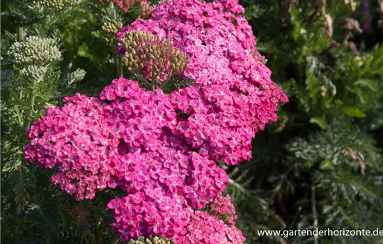 Schafgarbe 'Saucy Seduction' Schafgarbe 'Saucy Seduction'