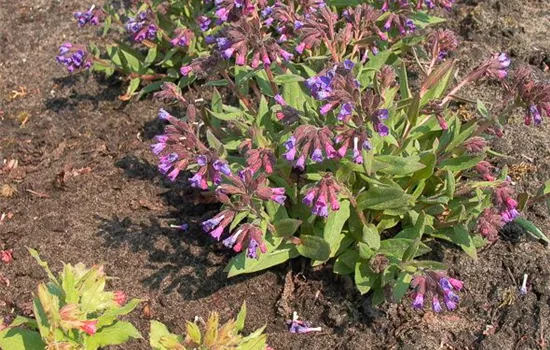 Schmalblättrige Lungenkraut 'Azurea' Schmalblättrige Lungenkraut 'Azurea'