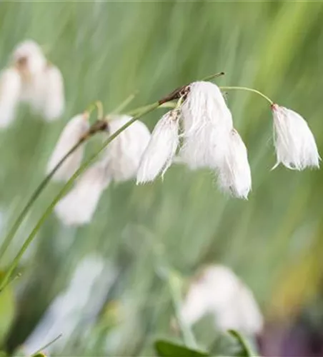 Schmalblättriges Wollgras Schmalblättriges Wollgras