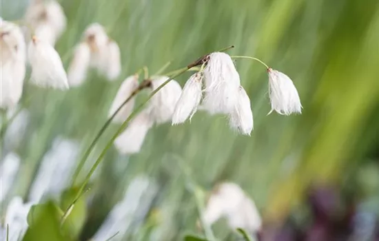 Schmalblättriges Wollgras Schmalblättriges Wollgras