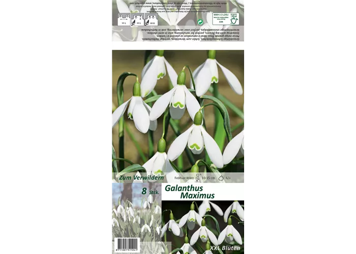 Schneeglöckchen 'Maximus'