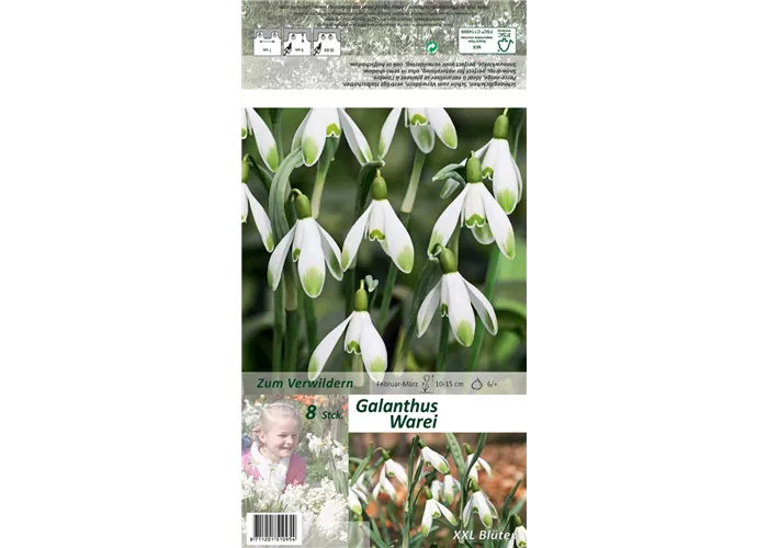 Schneeglöckchen 'Warei'