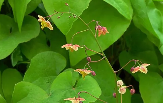 Schwarzmeer-Elfenblume Schwarzmeer-Elfenblume
