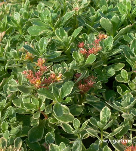 Sedum kamtschaticum 'Variegatum' Sedum kamtschaticum 'Variegatum'