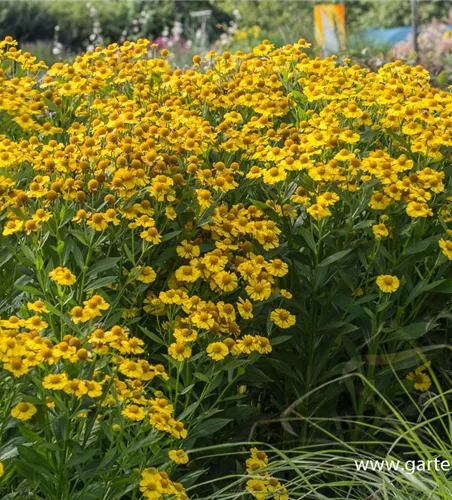 Sonnenbraut Sonnenbraut