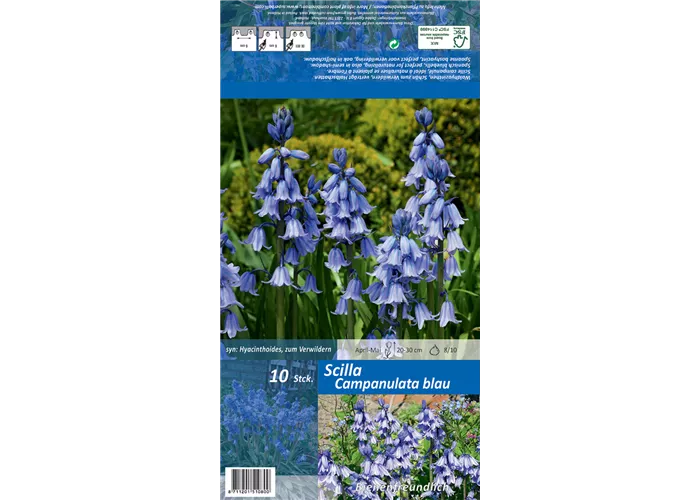 Spanisches Hasenglöckchen