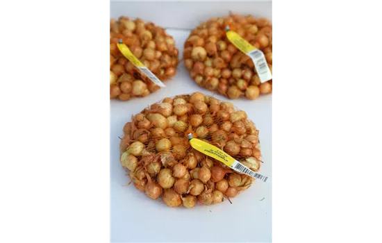 Speisezwiebel 'Radar'