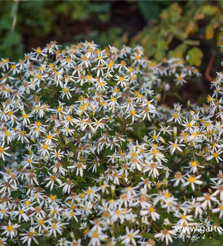 Sperrige Aster Sperrige Aster