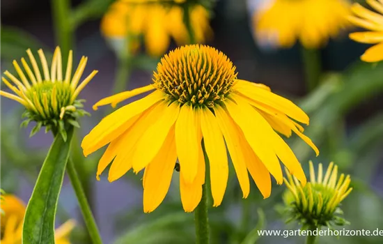 Sonnenhut 'Summer Breeze'