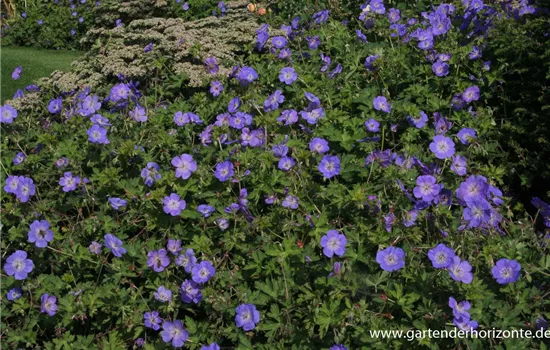 Storchschnabel 'Rozanne'® Storchschnabel 'Rozanne'®