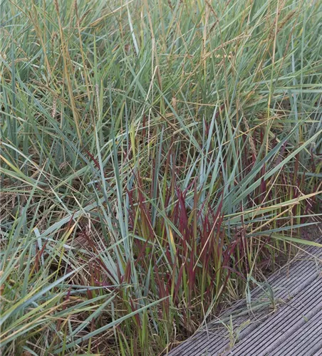 Strandroggen Strandroggen