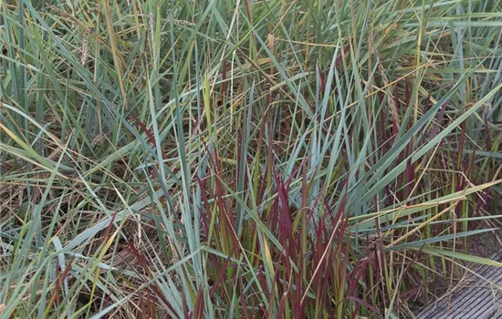 Strandroggen Strandroggen