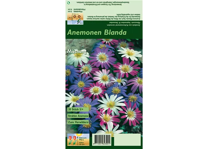 Strahlen-Windröschen