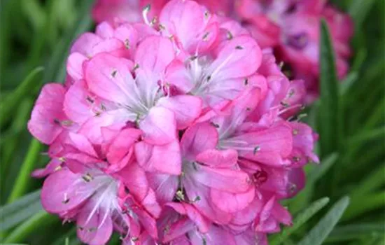 Strand-Grasnelke 'Armada Rose' Strand-Grasnelke 'Armada Rose'