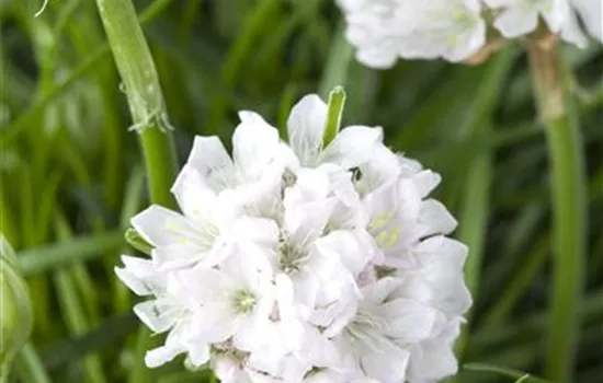 Strand-Grasnelke 'Armada White'